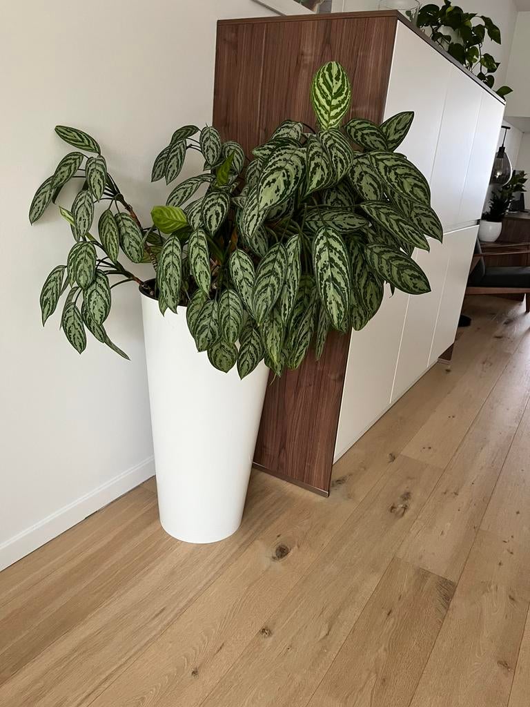 Plant, Ophalen, Zo goed als nieuw