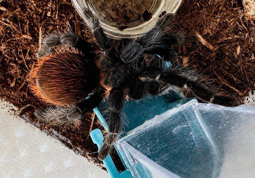 Tliltocatl vagans (croupion rouge mexicain), Animaux & Accessoires, Araignée ou Scorpion