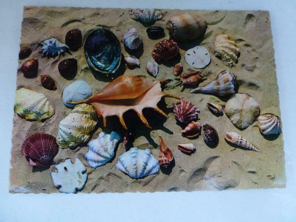 Belgische Kust  schelpen, Envoi, Affranchie, Flandre Occidentale