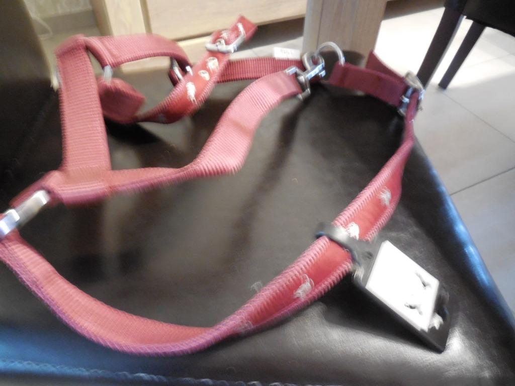 Halster  Te Koop voor Paarden, Dieren en Toebehoren, Ophalen of Verzenden, Nieuw, Dressuur