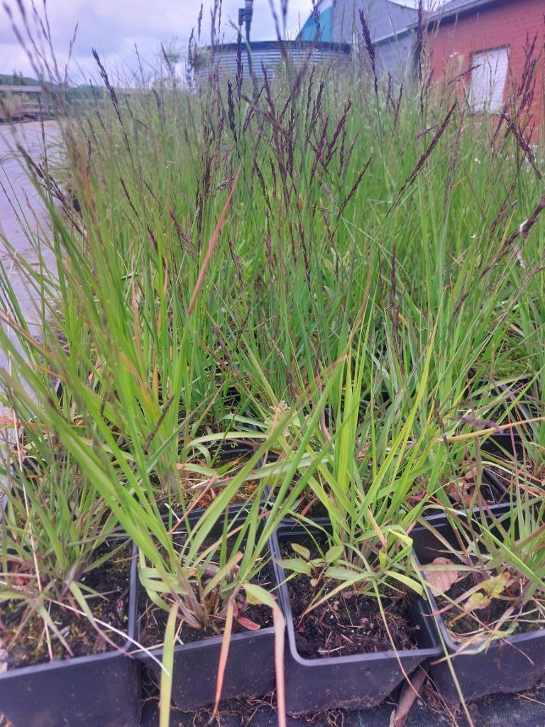 Herbe ornementale : pipe, paille ou molinea heidebraut, Automne, Enlèvement, Graminées ornementales, Plante fixe