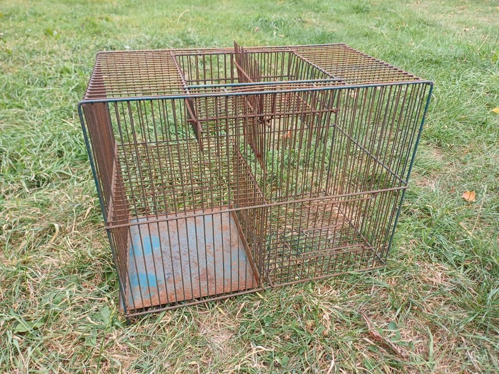 Cage piège a oiseau, Enlèvement, Utilisé, Métal, Autres types