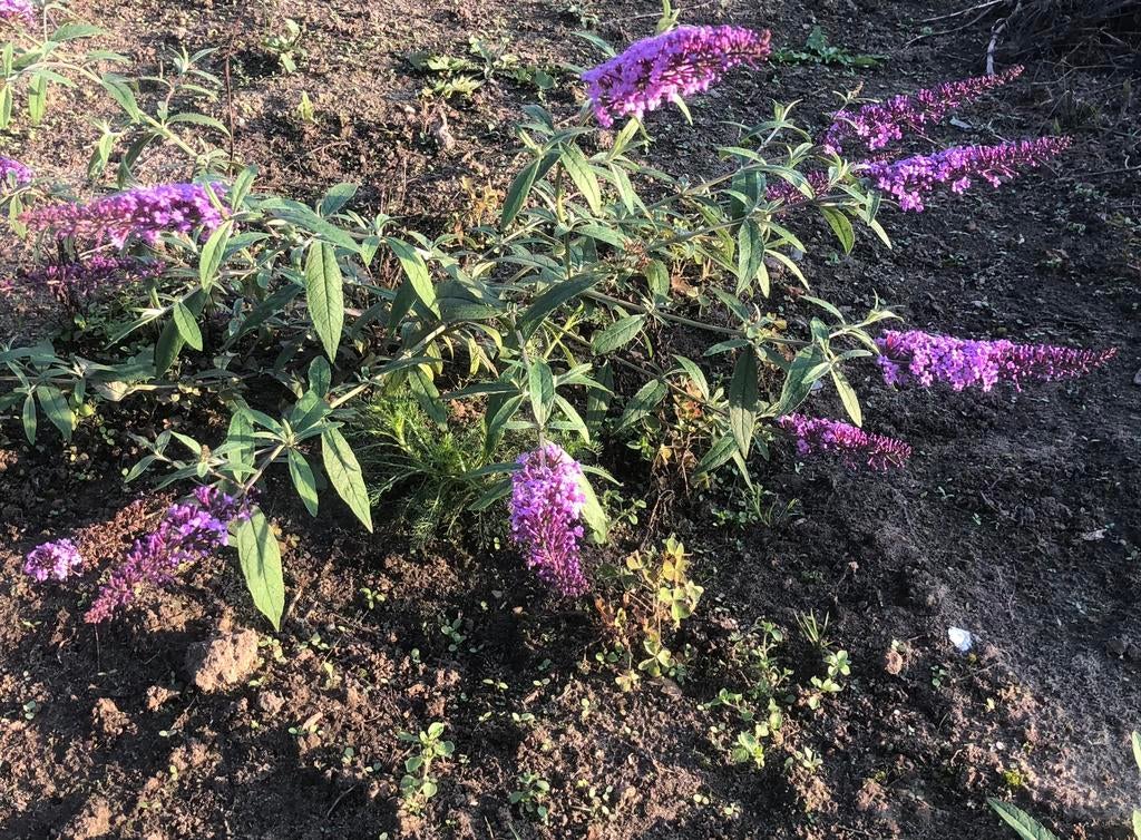 Vlinderstruik planten, Tuin en Terras, Planten | Tuinplanten, Ophalen, Winter, Halfschaduw