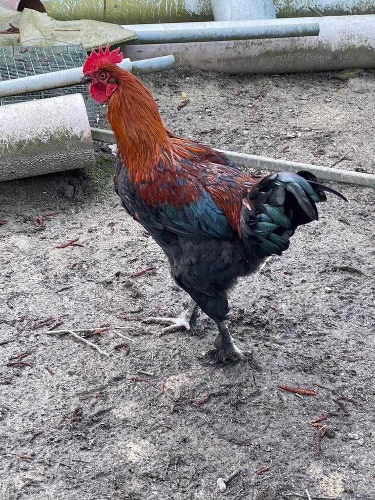 Mooie haan van 2023, Dieren en Toebehoren