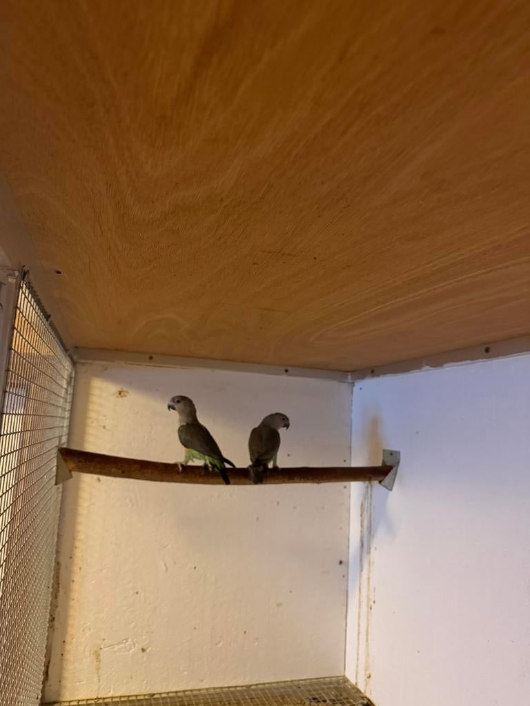 Koppel roodbuikpapegaaien, Dieren en Toebehoren, Geringd