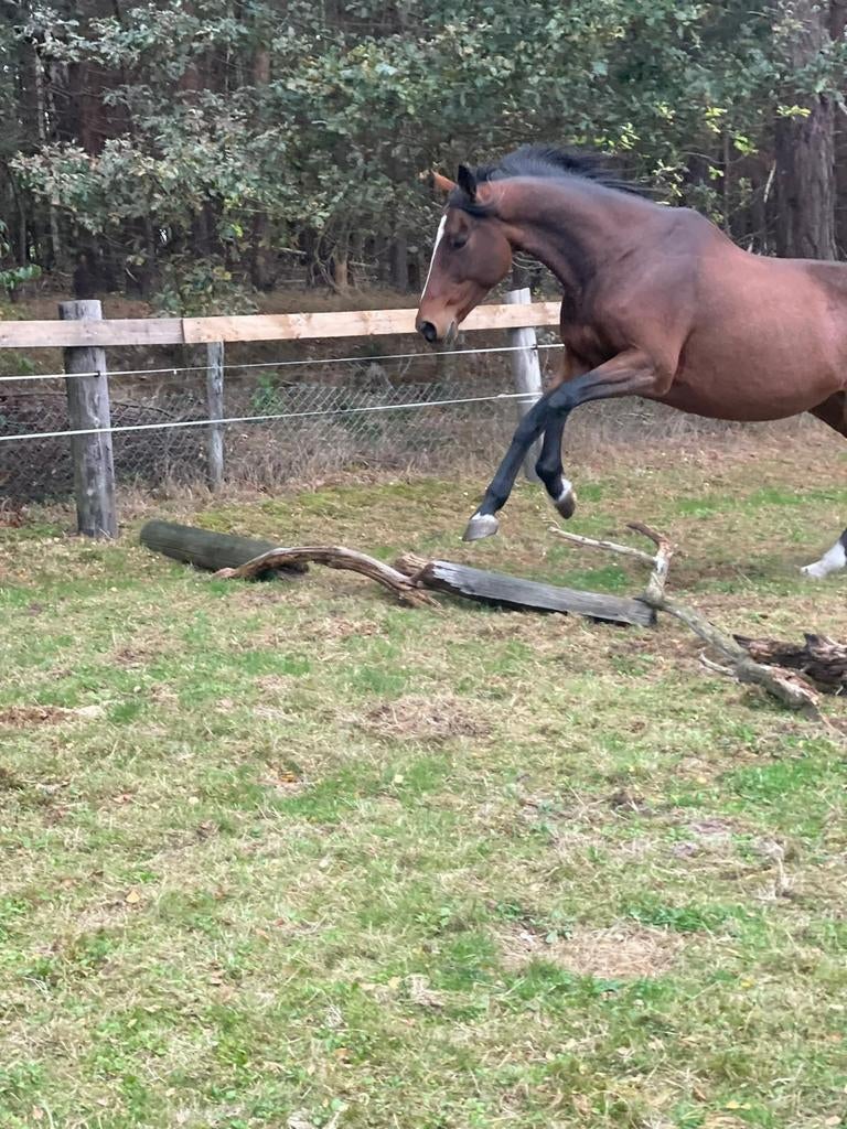 Verzorgers gevraagd / gezocht, Dieren en Toebehoren, Paarden
