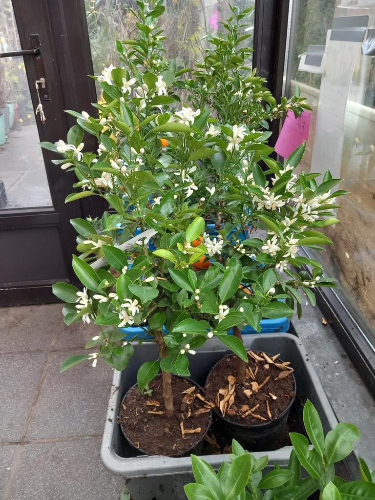 De très beaux MANDARINIERS (sur tiges), greffés ! 20€/pièce, Enlèvement ou Envoi, Plante fixe, Plantes fruitières, Plein soleil