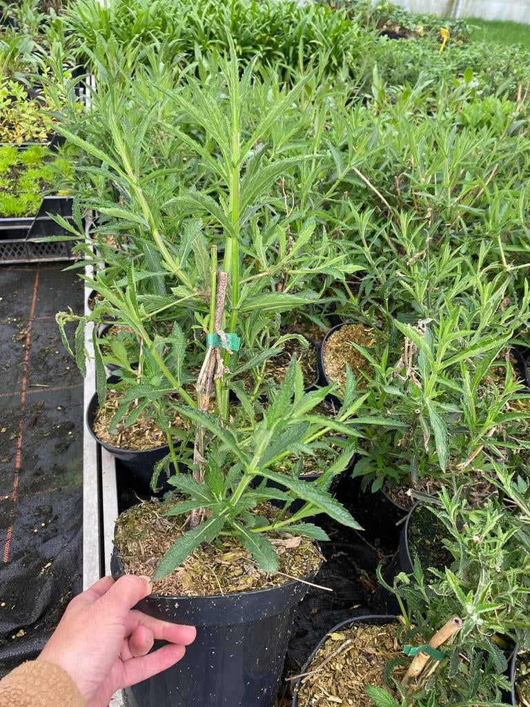 Verbena bonariensis, Vaste Plant, Ophalen, Vaste plant