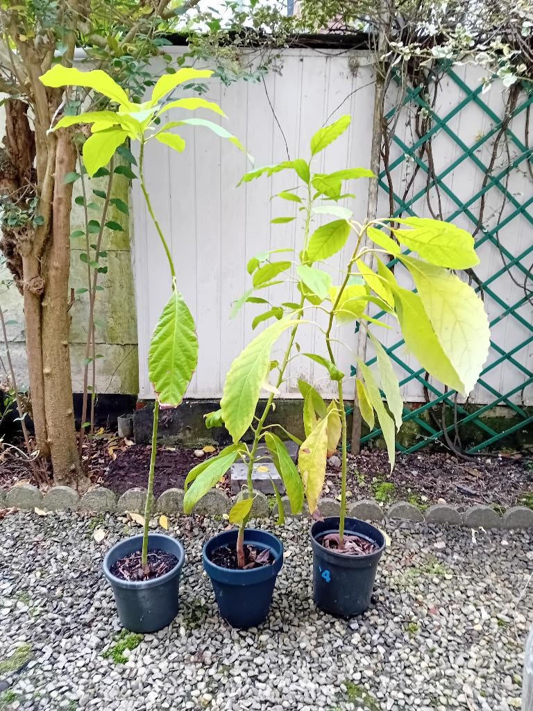 Avocado plant, Ophalen