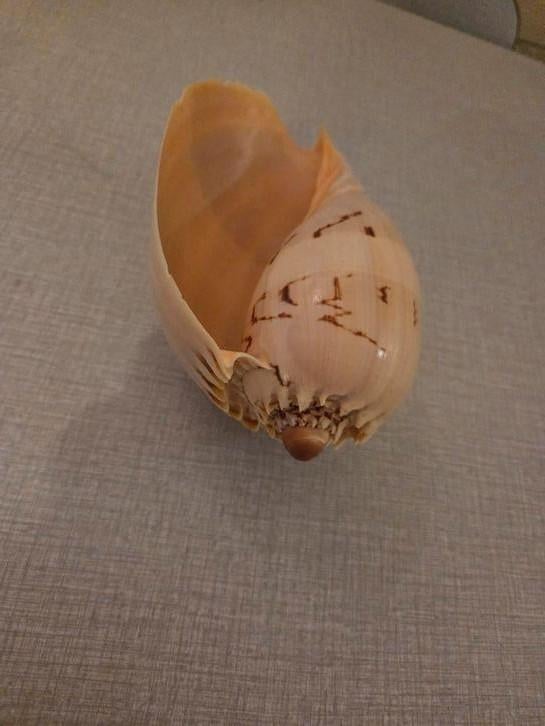 Amphore Melo, Enlèvement ou Envoi, Coquillage(s)