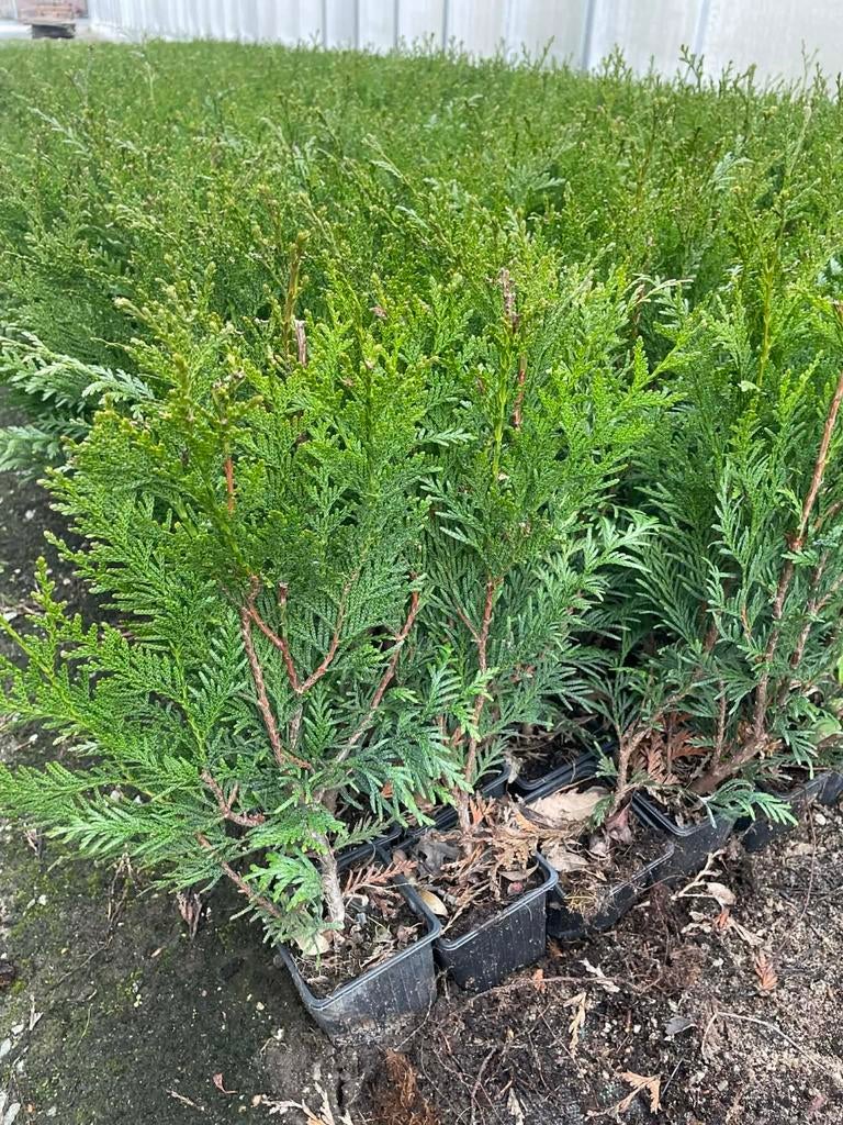 ‼️thuja plicata atrovirens aan spotprijzen ‼️, Ophalen, Taxus