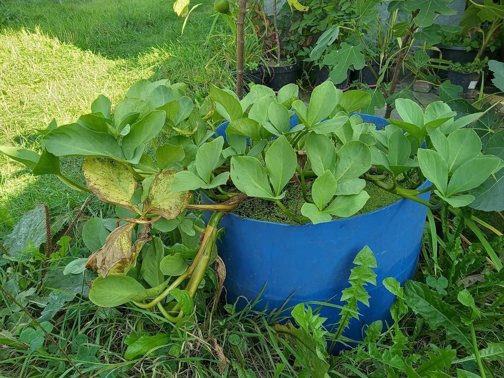 Waterdrieblad, Tuin en Terras, Planten | Tuinplanten, Ophalen, Vaste plant, Halfschaduw, Zomer