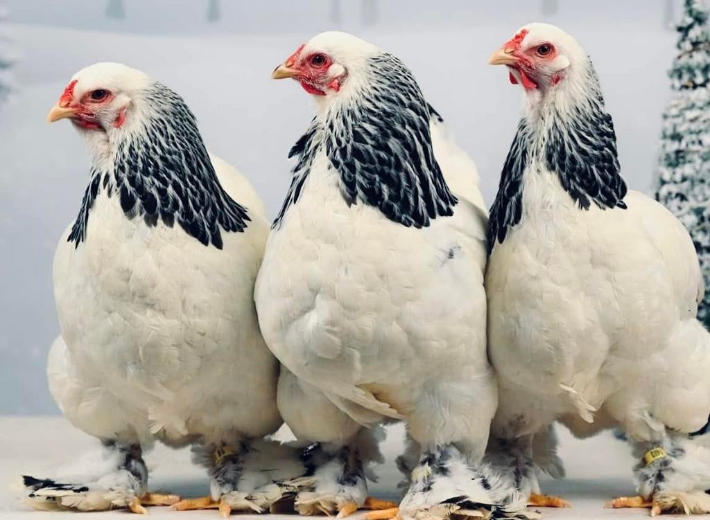 Leuke tamme kipjes, Vrouwelijk, Kip