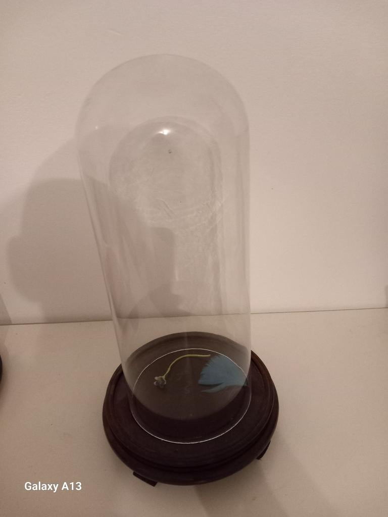 Klein slolp, Enlèvement