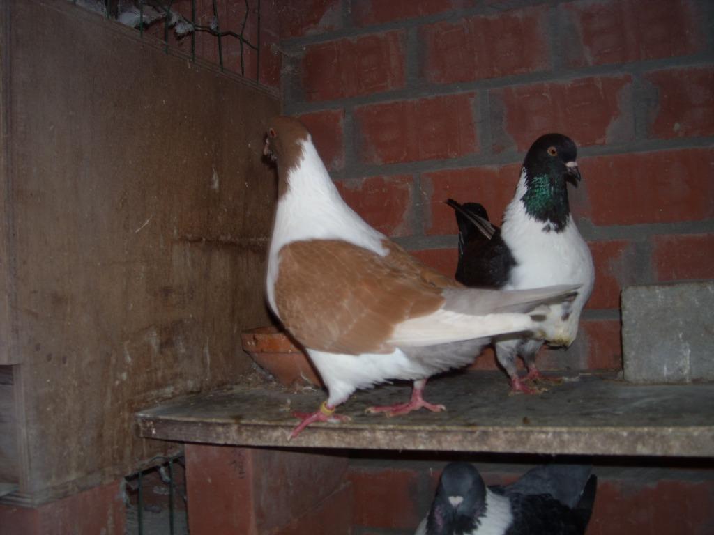 strassers, Dieren en Toebehoren