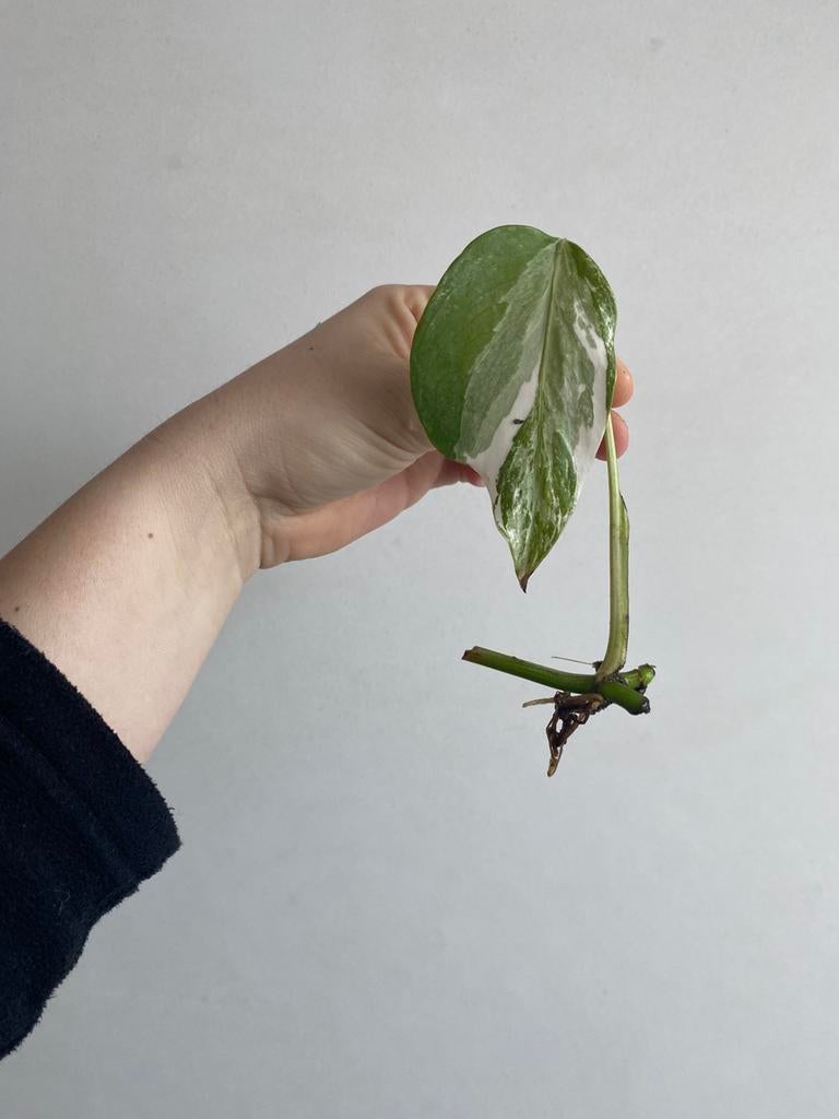 Monstera albo deliciosa #7, Huis en Inrichting, Kamerplanten, Ophalen of Verzenden