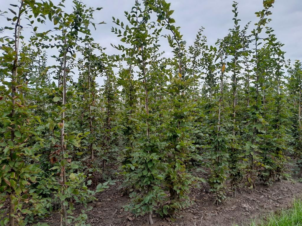 Groene beuk & Haagbeuk, Tuin en Terras, Planten | Struiken en Hagen, Ophalen, Haagbeuk