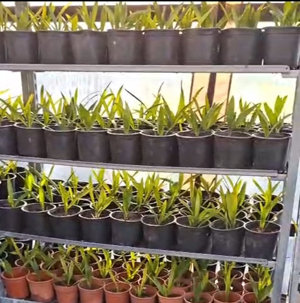 100 palmboom stekken | Trachycarpus fortunei | €1,99 p.s., Tuin en Terras, Planten | Bomen, Verzenden, Lente, Minder dan 100 cm