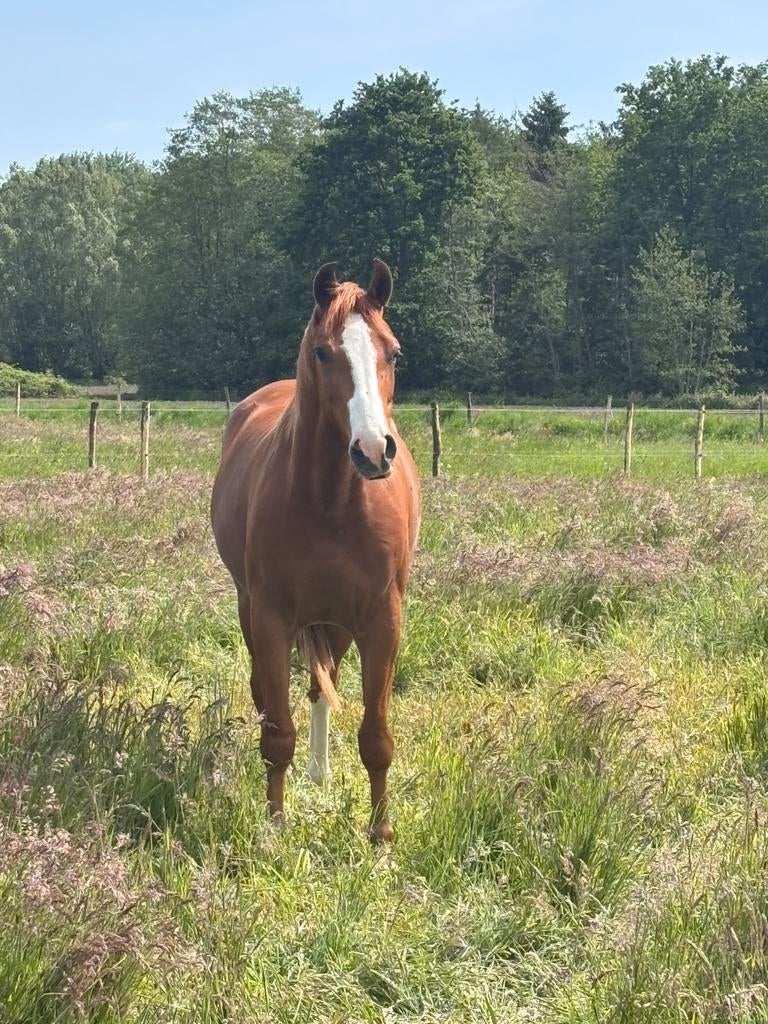 3-jarig springpaard uit 160 merrie, Animaux & Accessoires, Hongre, Non dressé, Cheval de saut, 3 à 6 ans