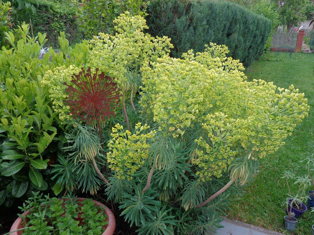 plante:euphorbe, jeune plante:différ.grandeurs:dès 7,00 €, Tuin en Terras, Planten | Tuinplanten, Vaste plant, Siergrassen, Halfschaduw