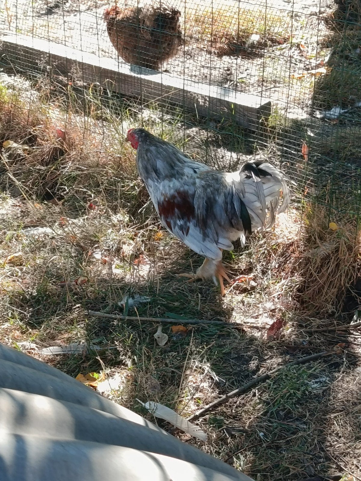 jonge haan (4 maand), Mannelijk, Kip
