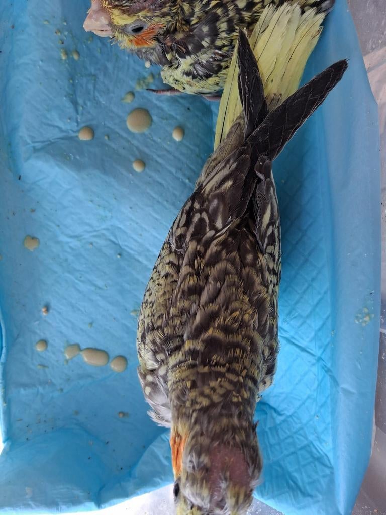 valkparkiet, Dieren en Toebehoren