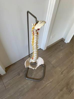 Anatomisch model wervelkolom, Ophalen, Zo goed als nieuw