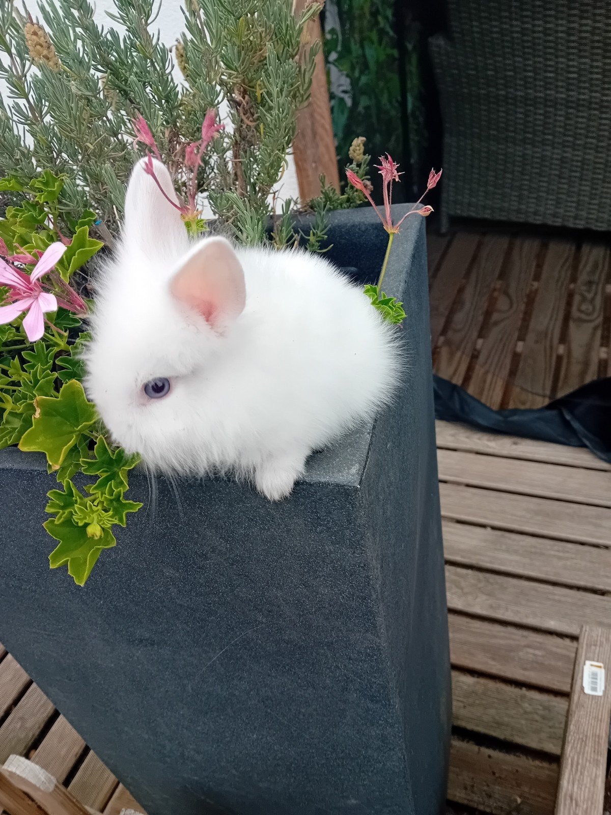 prachtige leeuwenkop konijntjes supertam, Dieren en Toebehoren