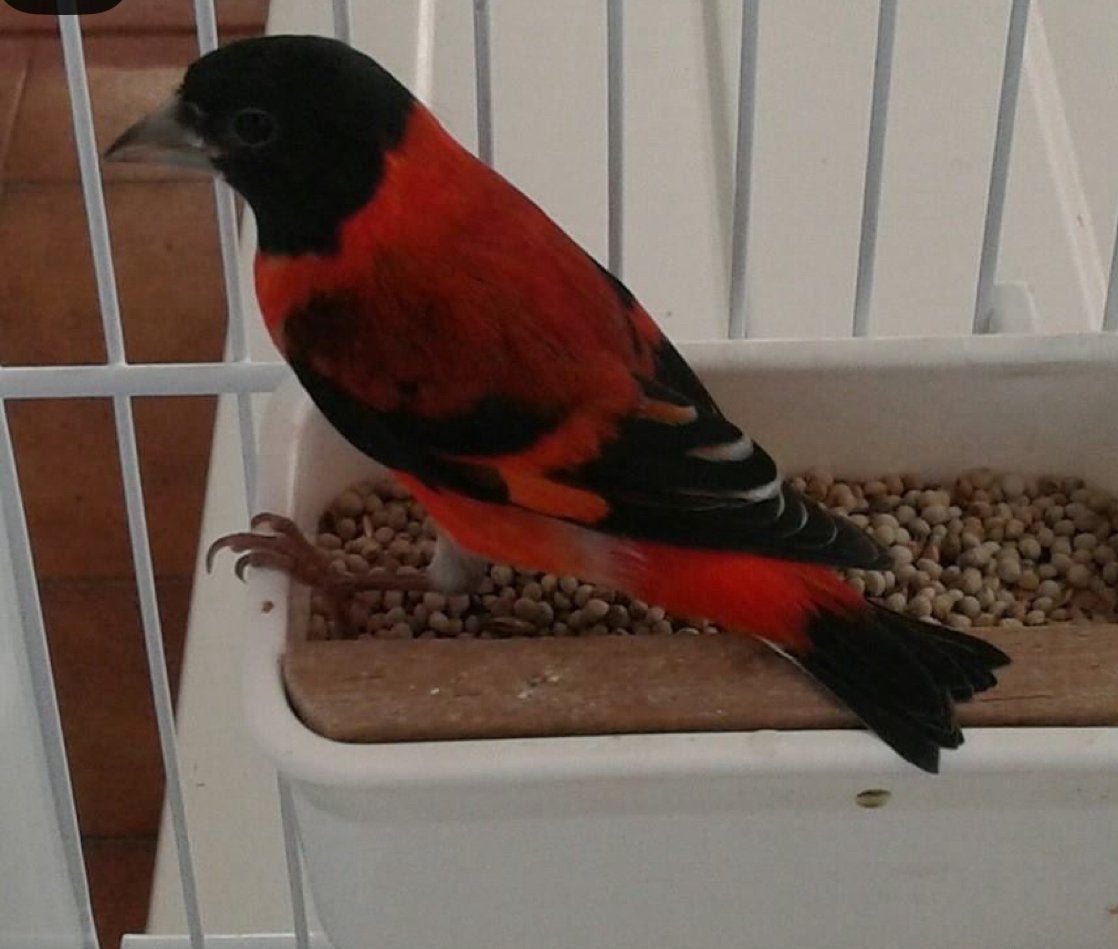 un couple de cardinaux rouges, Dieren en Toebehoren, Vogels | Kanaries