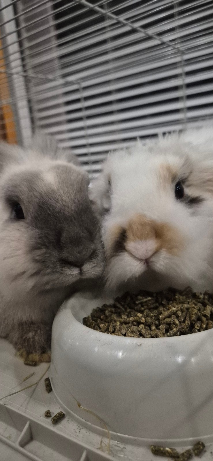 konijn te koop, Dieren en Toebehoren, Konijnen, Meerdere dieren, Klein, Hangoor, 0 tot 2 jaar