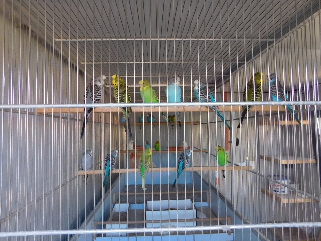grasparkieten, Plusieurs animaux, Perruche, Bagué