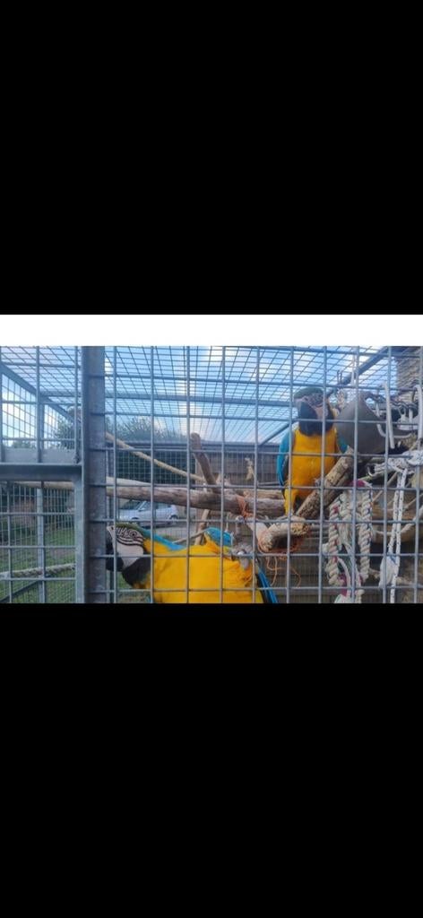 Koppel Ara s, Dieren en Toebehoren, Vogels | Parkieten en Papegaaien, Meerdere dieren, Papegaai, Tam