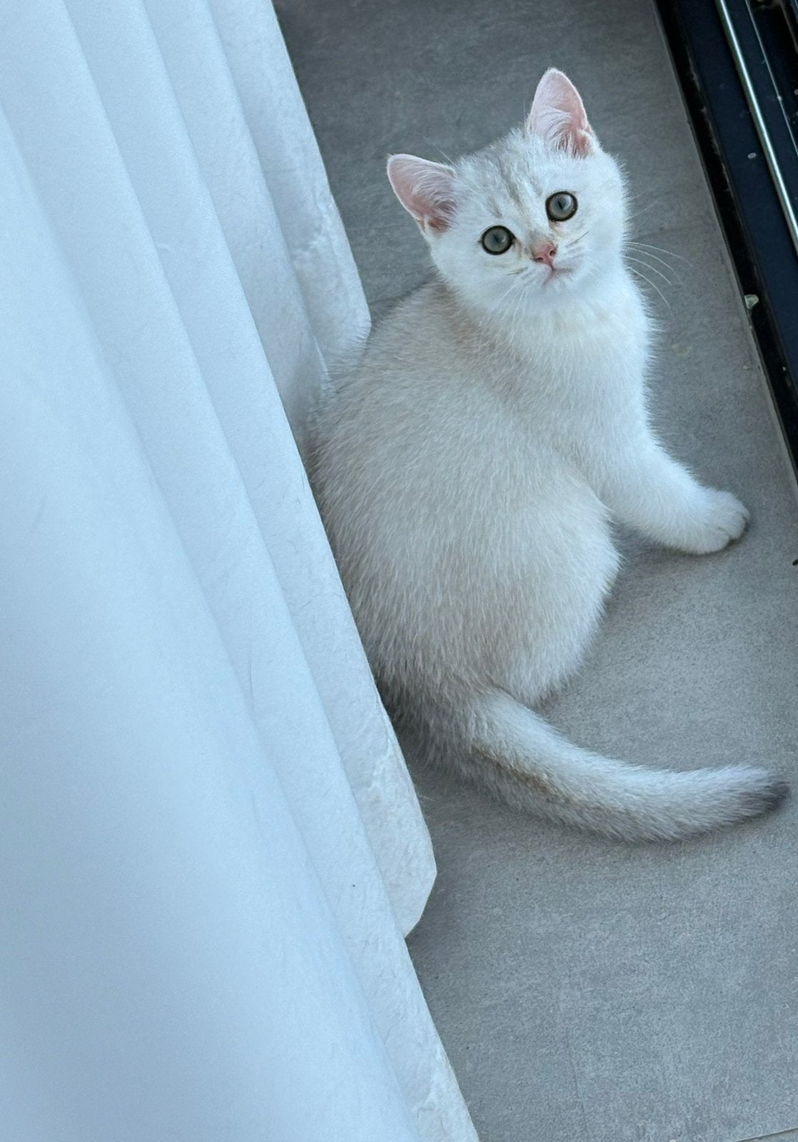 Brits zwart met zilverkleurige kleur, Dieren en Toebehoren, Katten en Kittens | Raskatten | Korthaar, Meerdere dieren, Gechipt