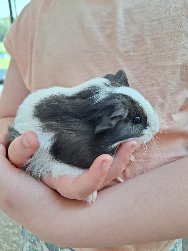 Cavia manneke, Mars, Mâle, Cobaye
