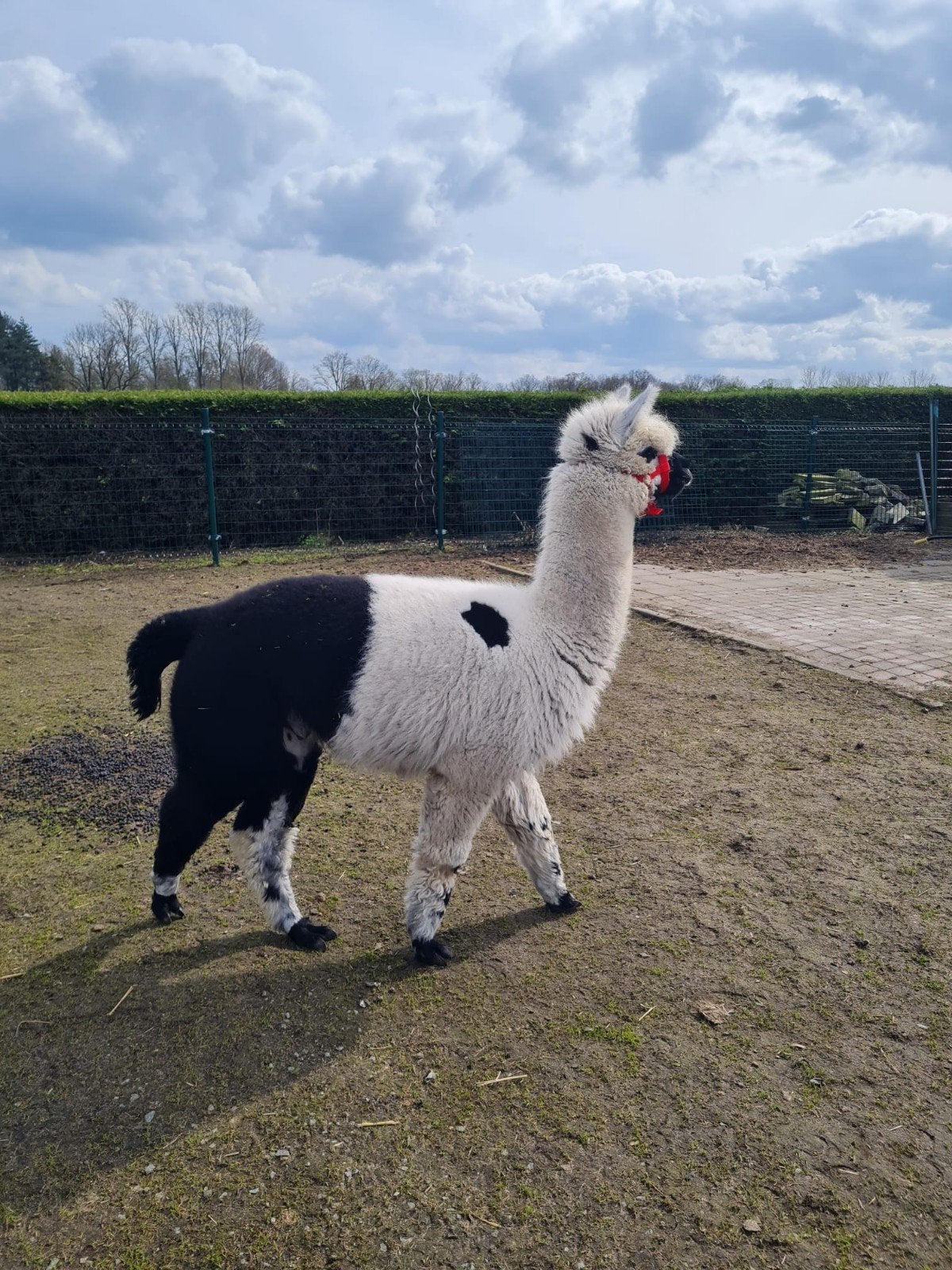 Prachtig bonte alpaca hengst, Animaux & Accessoires, Animaux Autre, Mâle, Août