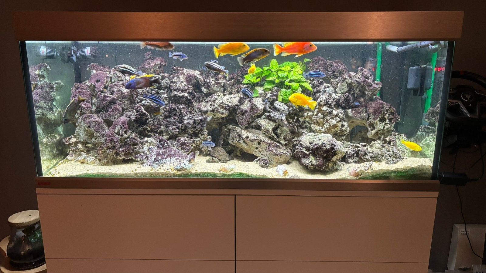 Aquarium Eheim Proxima 325L + poissons Malawi + equipement, Aquarium d'eau douce rempli, Enlèvement, Utilisé, Poissons inclus