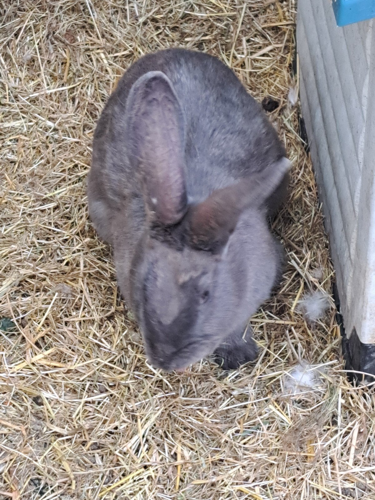 Duitse reus blauw voedster, Dieren en Toebehoren, Konijnen