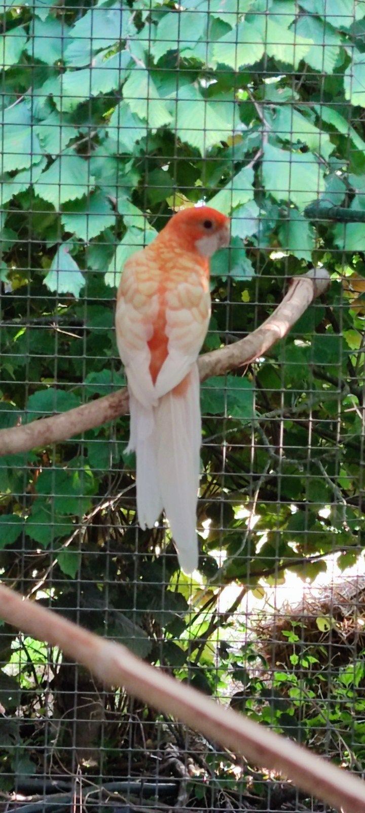 femelle prennant pop Orang ino, Animaux & Accessoires, Oiseaux | Canaris, Femelle