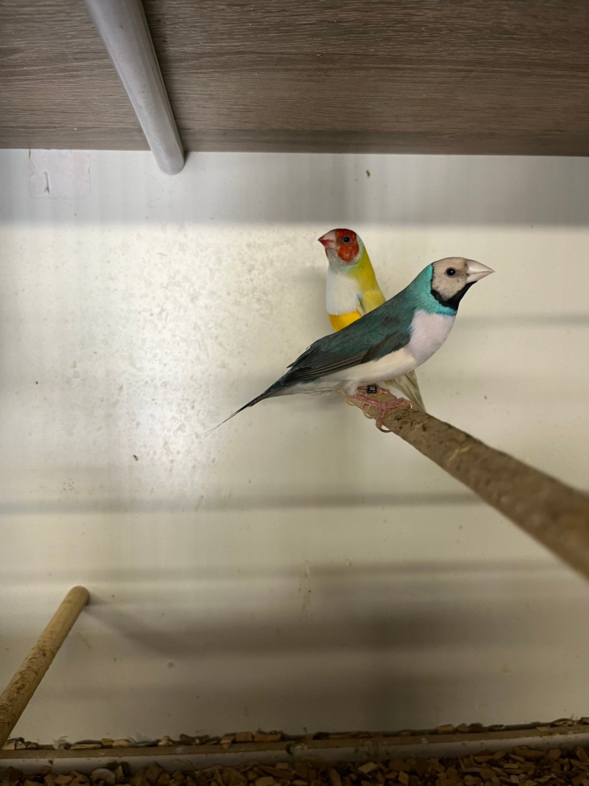 Gouldamandines in blauw geel …, Dieren en Toebehoren