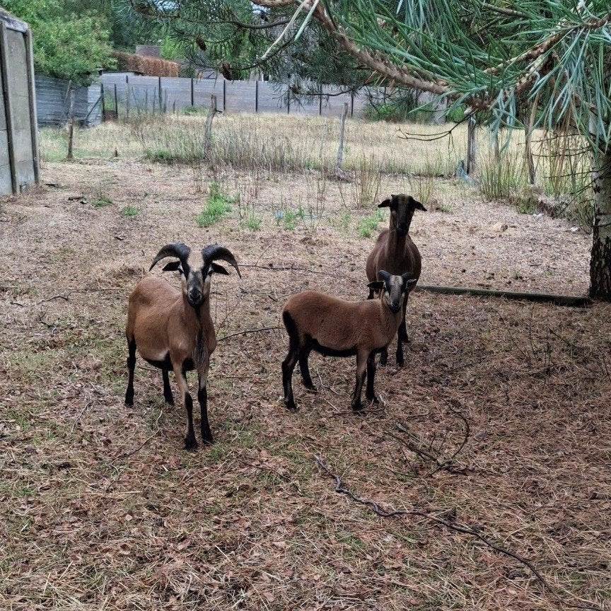 ramlam te koop, Animaux & Accessoires, Mâle, Mouton, 0 à 2 ans