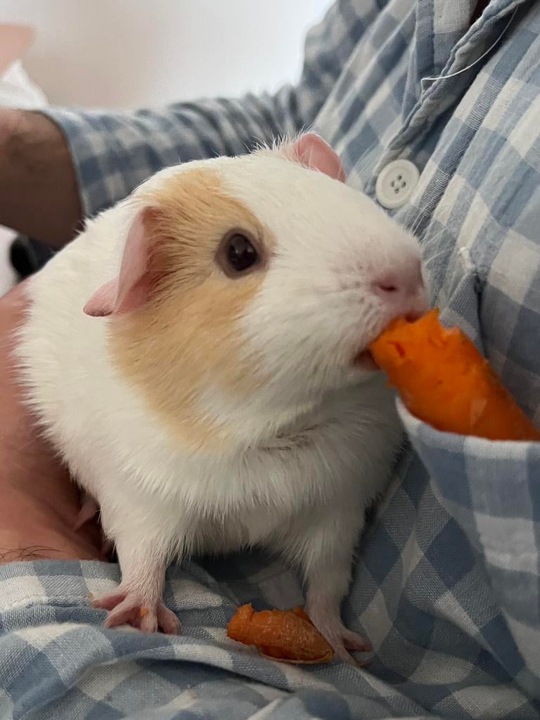 Cavia zeugje die veel liefde nodig hebben 2 jaar oud, Februari, Vrouwelijk, Cavia