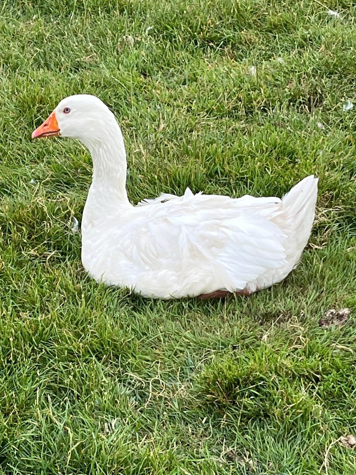 Oies frisées, Animaux & Accessoires