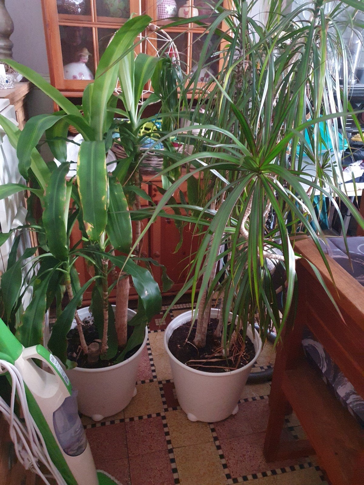 plante, Ophalen, 100 tot 150 cm, Overige soorten, Halfschaduw