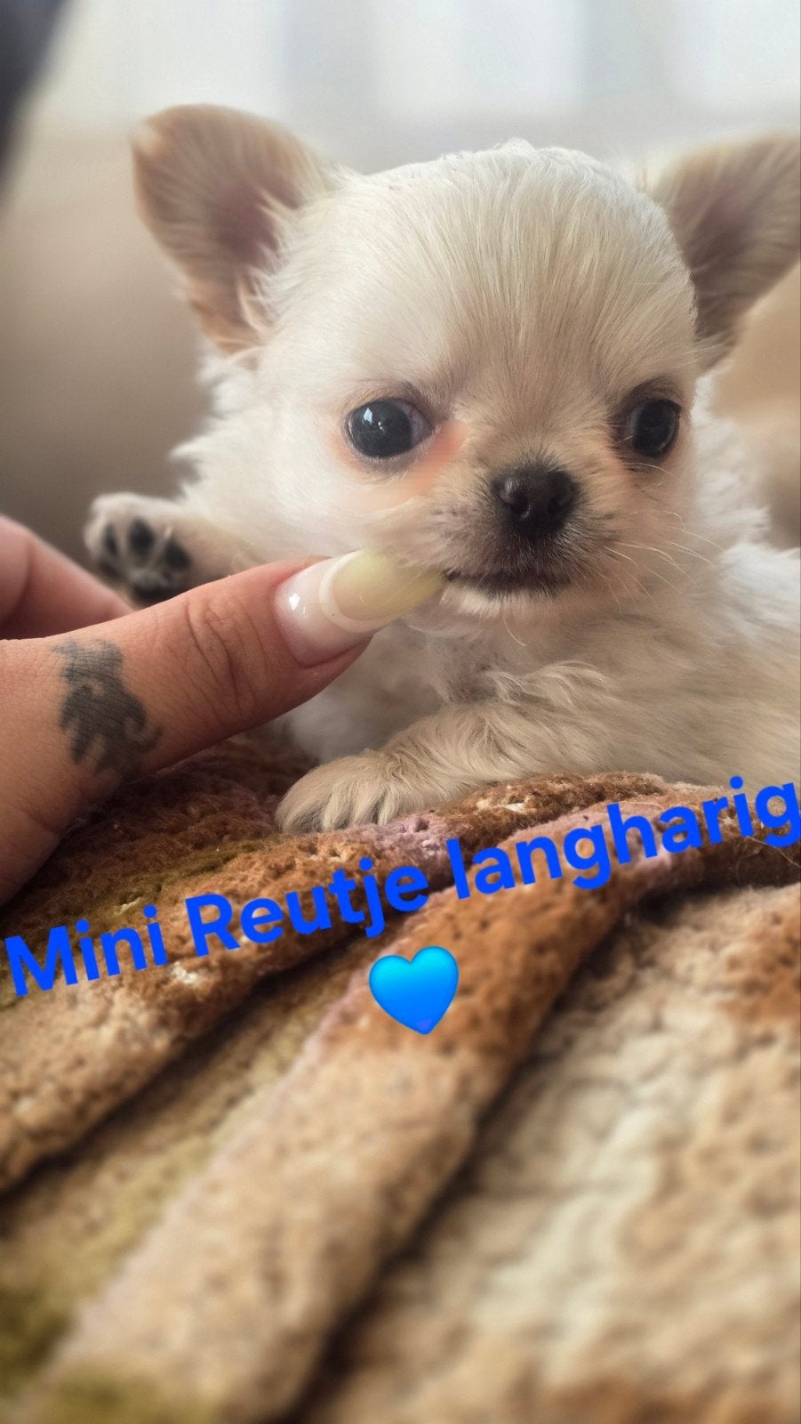 Prachtige  langharige chihuahua  reutjes, Chien (mâle), Maladie de Carré (chiens), Belgique, 8 à 15 semaines