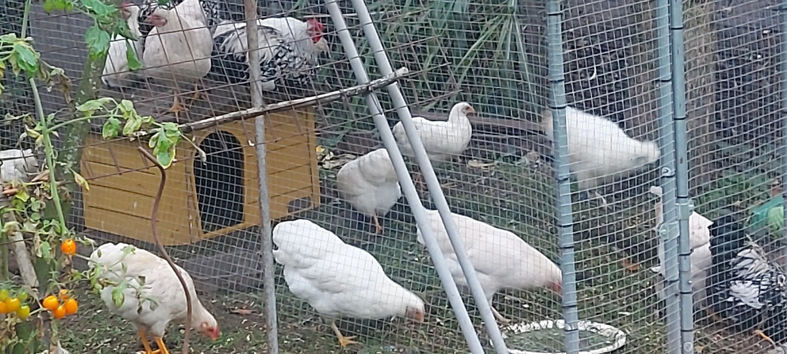 jongvolwassen witte Wyandotte, Dieren en Toebehoren