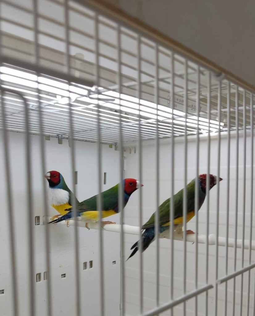 Gould Amanine's, Meerdere dieren, Tropenvogel, Geringd