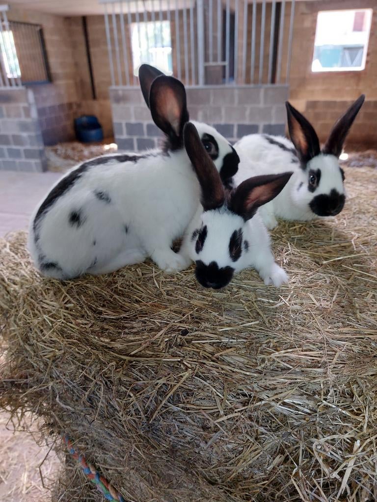 Nog 3 kleine vlinderkonijnen, Dieren en Toebehoren, Meerdere dieren, Middelgroot, 0 tot 2 jaar