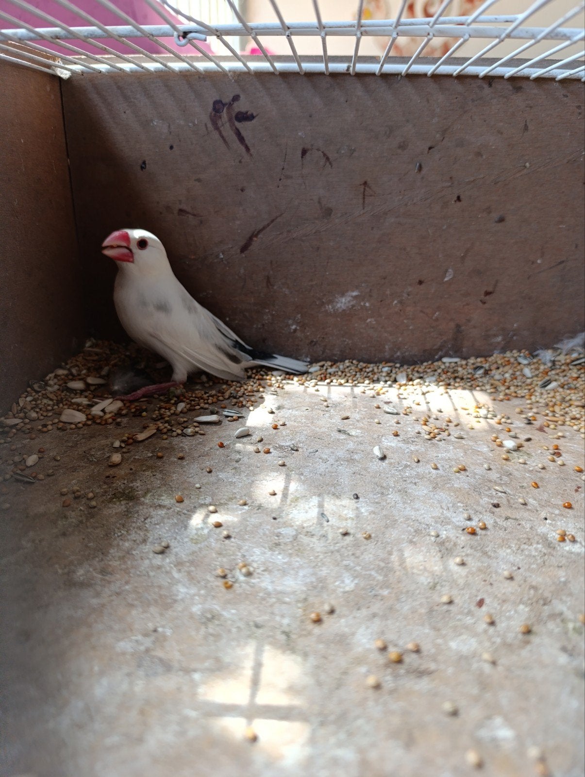 Rijstvogel, Dieren en Toebehoren, Vogels | Overige Vogels