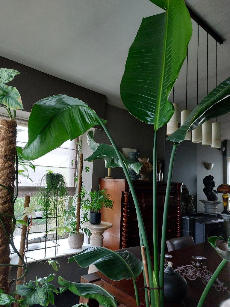 grote gezonde kamerplant 2m30, Huis en Inrichting, Kamerplanten, Ophalen, 200 cm of meer