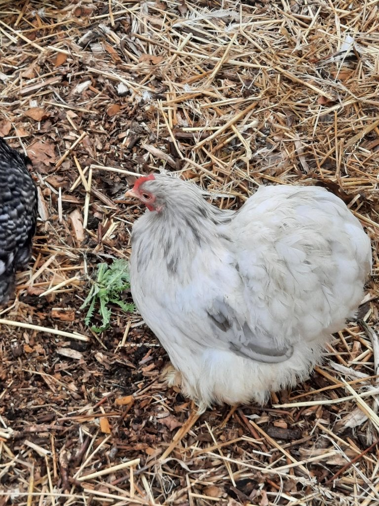 Sierkippen, Dieren en Toebehoren, Pluimvee, Meerdere dieren, Kip